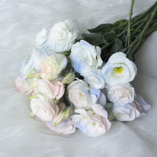 【人鱼姬桔梗】藏匿在粉色银河里的 ❀❀ 商品图1