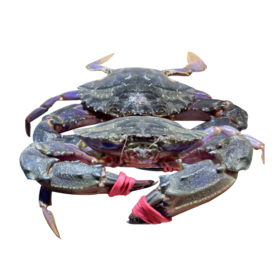 L红夹子螃蟹（约500g）多退少补