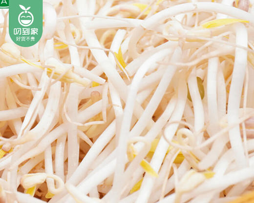 【叼鲜蔬】厦门新鲜绿豆芽/1盒（约300g） 商品图1