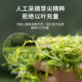 福东海特级莓茶250克 野山生张家界正宗龙须芽尖高山霉茶嫩芽藤茶送礼品 /非药健康 /滋补养生 /养生茶饮 商品图3