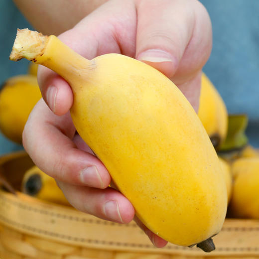 广西小米蕉香蕉水果新鲜10斤芭蕉心当季自然熟皇帝蕉苹果整箱包邮 商品图1