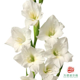 mini剑兰 夏日新娘