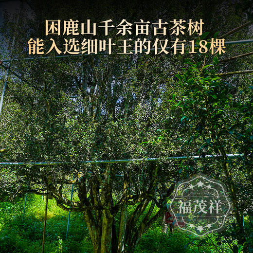 【2025年春茶】【细叶王】普洱顶级奢品 困鹿山细叶种的极致 2025年春茶精选云南普洱茶区困鹿山18棵细叶种古树普洱纯料生茶饼357g 商品图3