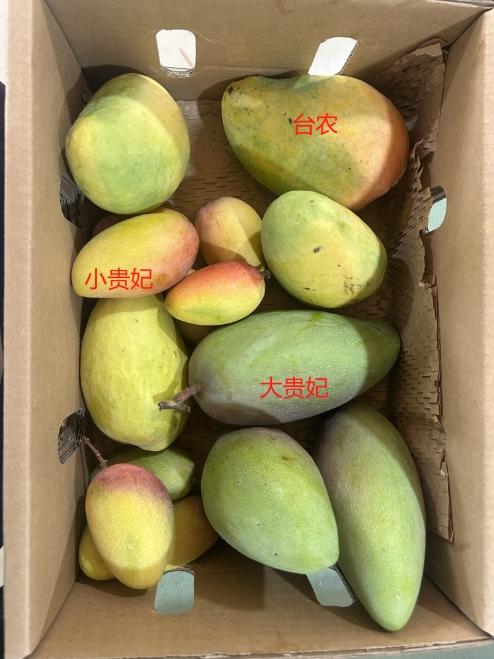 生态芒果  4.8斤 产地：云南【基地直发】 商品图1
