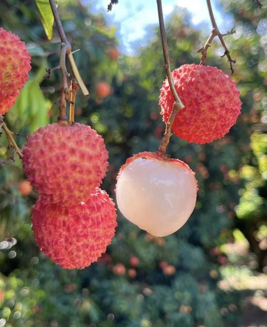 49.9元/罐下单2罐送礼袋直身杯1个️，宝芝林荔枝红茶百年老字号独特低温烘焙窨制工艺荔枝果香与茶香融合0蔗糖基地直邮 商品图5