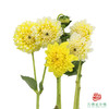 大丽花-柠檬桃子 5枝/扎 商品缩略图3
