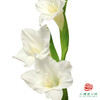 mini剑兰 夏日新娘 商品缩略图1