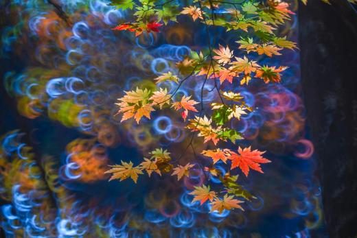 10.8确定出发【辽宁】本溪红叶•大石湖•关门山•老边沟•盘锦红海滩•大牛沟7天摄影 商品图1