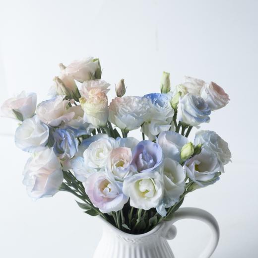 【人鱼姬桔梗】藏匿在粉色银河里的 ❀❀ 商品图3