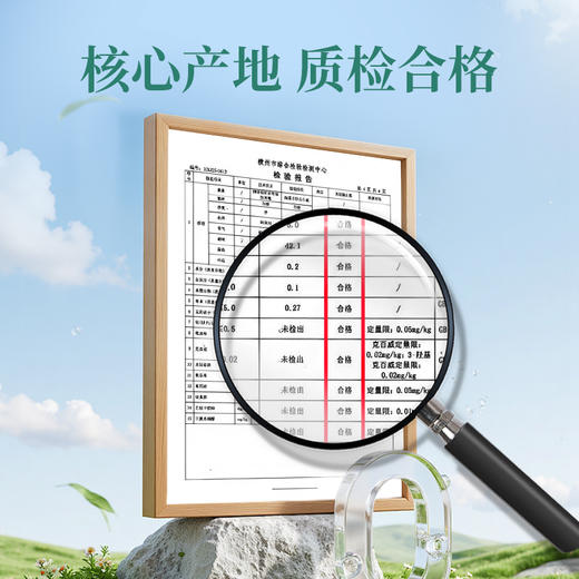 【2025新茶】茶马世家一级茉莉玉露300g 商品图5