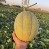 吐鲁番金纹老汉瓜 绵软香甜 9-10斤 京东空运 商品缩略图2