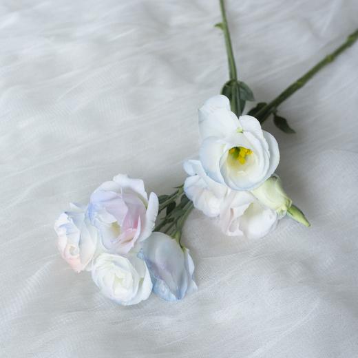 【人鱼姬桔梗】藏匿在粉色银河里的 ❀❀ 商品图4