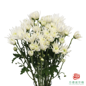 市场小菊-安娜白 10枝/扎