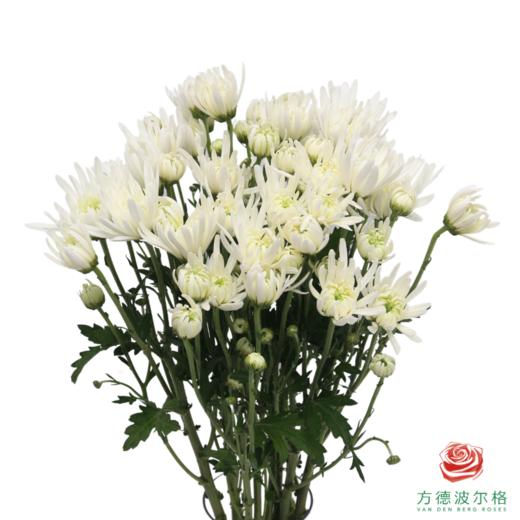 市场小菊-安娜白 10枝/扎 商品图0