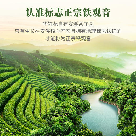 华祥苑-153g爱拼金凤凰浓香铁观音 商品图1