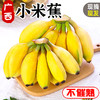 广西小米蕉香蕉水果新鲜10斤芭蕉心当季自然熟皇帝蕉苹果整箱包邮 商品缩略图0