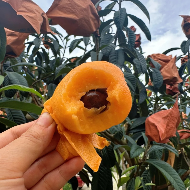 四川汉源五星枇杷|山人优选，皮薄肉厚，风味浓郁，果肉细嫩无渣