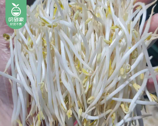 【叼鲜蔬】厦门新鲜绿豆芽/1盒（约300g） 商品图3
