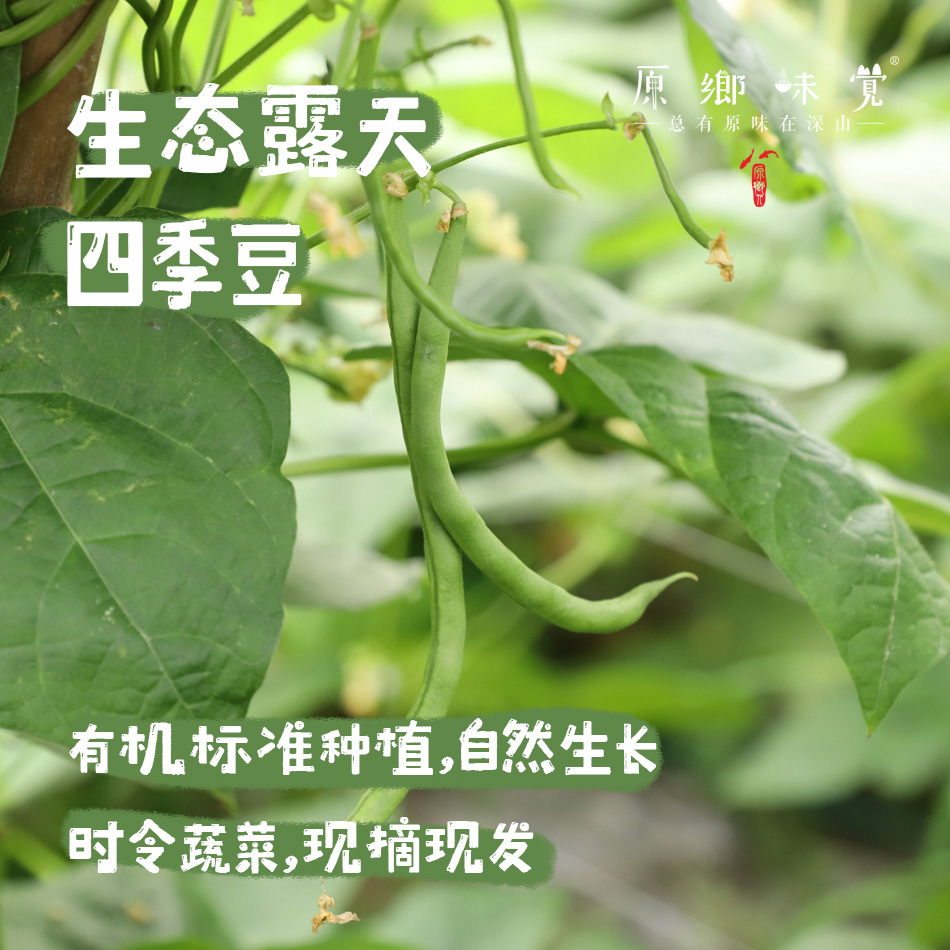生态露天四季豆（农场直发-顺丰包邮）| 3斤装、5斤装，生产者：原乡生态农场【原乡农场，自产自销】