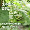 生态露天四季豆（农场直发-顺丰包邮）| 3斤装、5斤装，生产者：原乡生态农场【原乡农场，自产自销】 商品缩略图0