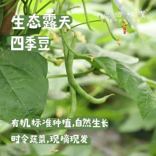 生态露天四季豆（农场直发-顺丰包邮）| 3斤装、5斤装，生产者：原乡生态农场【原乡农场，自产自销】 商品图0