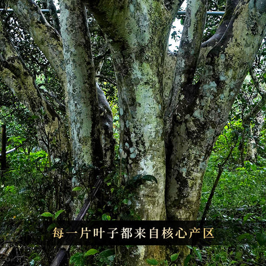 【整件8团】【龙团贡茶困鹿山熟茶】2022年头春头采云南普洱茶熟茶团茶礼盒装与茶农强强联合良心好茶500g/团 商品图10