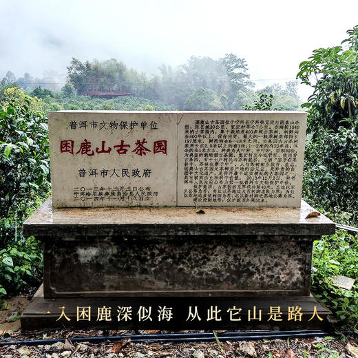 【整件8团】【龙团贡茶困鹿山熟茶】2022年头春头采云南普洱茶熟茶团茶礼盒装与茶农强强联合良心好茶500g/团 商品图12