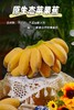 福建漳州苹果蕉～口感软糯细腻，甜中带有微酸，类似苹果的果香、原生态、自然成熟不打药、安全可口营养丰富、减脂期必备、品味舌尖与紧致果肉的交融，像糯米般有嚼劲，丝滑奇妙，比普通香蕉口感更丰富～ 商品缩略图11