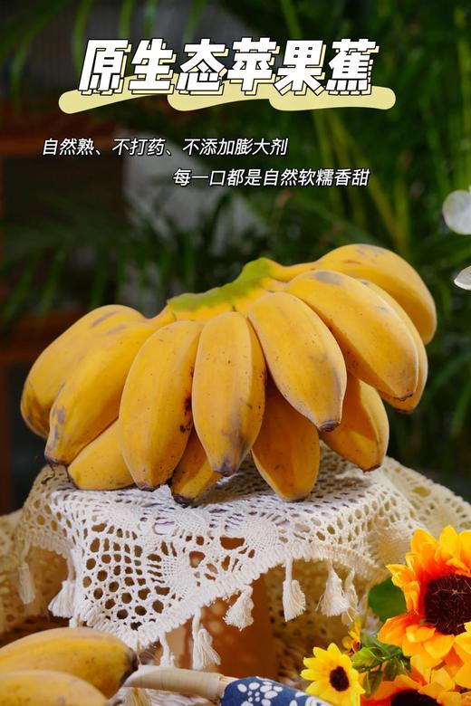 福建漳州苹果蕉～口感软糯细腻，甜中带有微酸，类似苹果的果香、原生态、自然成熟不打药、安全可口营养丰富、减脂期必备、品味舌尖与紧致果肉的交融，像糯米般有嚼劲，丝滑奇妙，比普通香蕉口感更丰富～ 商品图11