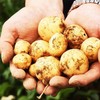 恩施富硒小土豆5斤 商品缩略图1