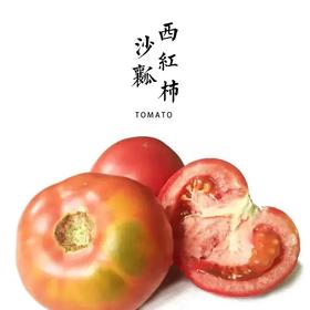 菜用西红柿  5斤装 包邮