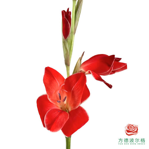 mini剑兰 阿童木 5枝/扎 商品图0