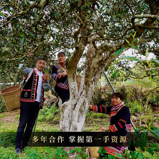 【整件8团】【龙团贡茶困鹿山熟茶】2022年头春头采云南普洱茶熟茶团茶礼盒装与茶农强强联合良心好茶500g/团 商品图11