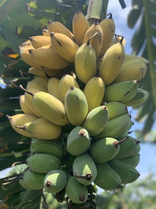 福建漳州苹果蕉～口感软糯细腻，甜中带有微酸，类似苹果的果香、原生态、自然成熟不打药、安全可口营养丰富、减脂期必备、品味舌尖与紧致果肉的交融，像糯米般有嚼劲，丝滑奇妙，比普通香蕉口感更丰富～ 商品图10