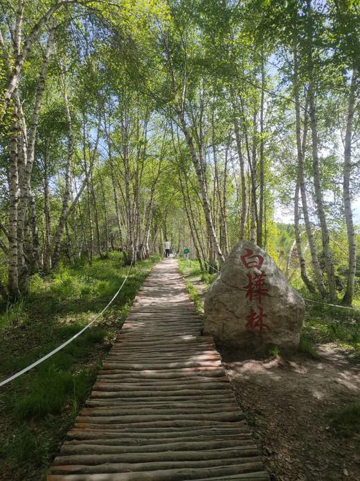 【康乐1日】白桦林+竹子沟1日游 商品图3