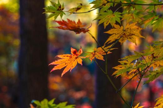 10.8确定出发【辽宁】本溪红叶•大石湖•关门山•老边沟•盘锦红海滩•大牛沟7天摄影 商品图14