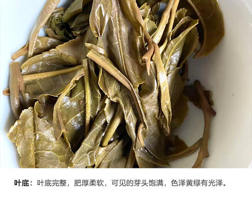 生普 | 千百树 2024年大雪山 500+ 树龄 大单株 200g/饼 商品图4