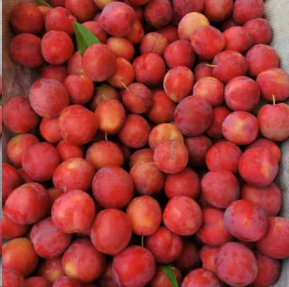 2025郧阳区 清凉寺红布林/斤 商品图0