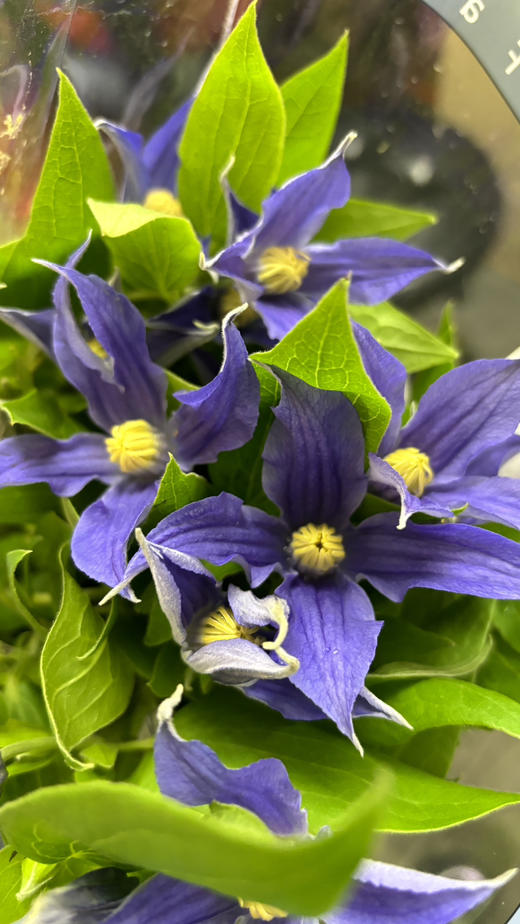 【稀少品】国产铁线莲 诺亚  约10枝/扎 商品图2