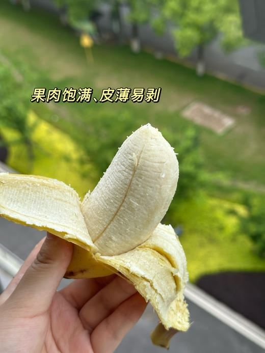 福建漳州苹果蕉～口感软糯细腻，甜中带有微酸，类似苹果的果香、原生态、自然成熟不打药、安全可口营养丰富、减脂期必备、品味舌尖与紧致果肉的交融，像糯米般有嚼劲，丝滑奇妙，比普通香蕉口感更丰富～ 商品图1
