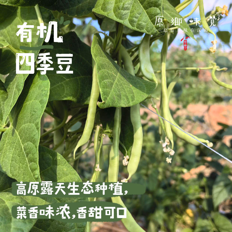 【7天左右发】有机四季豆（基地直发-顺丰包邮）｜3斤/箱，来自云南楚雄，生产者：庄代康【合作生产，公平贸易】