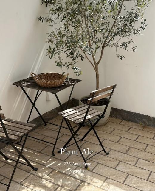 团购地中海油橄榄橄榄树棒棒糖型橄榄树 商品图7