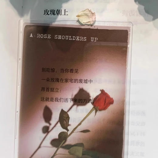 【赠透卡】玫瑰朝上：来自加沙的诗（2025普利策奖得主作品） 【单书透卡】 商品图3