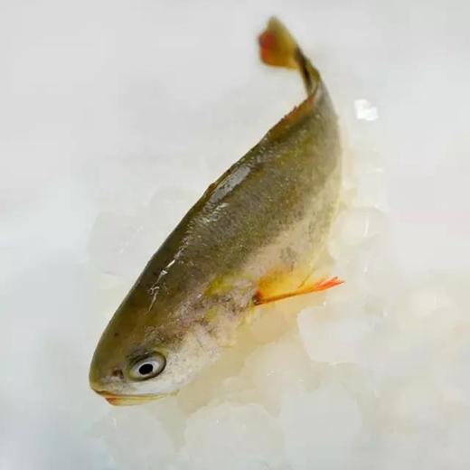深海野游大黄鱼 肉质鲜嫩 商品图4