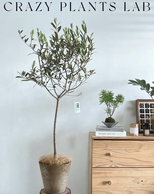 团购地中海油橄榄橄榄树棒棒糖型橄榄树 商品图4