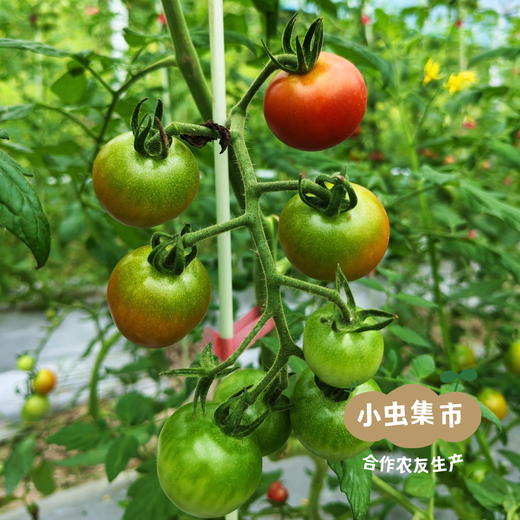 福建生态樱桃小番茄 3斤装 | 合作农友生产，产自福建福州，生产者：薛经茂 *【公平贸易农人定价】 商品图13