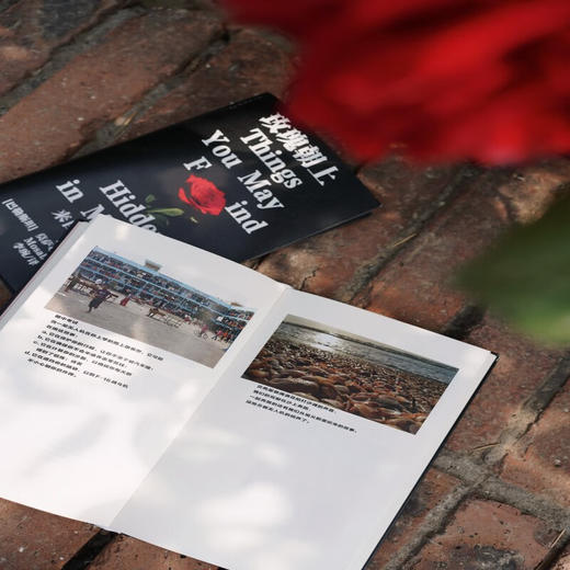 【赠透卡】玫瑰朝上：来自加沙的诗（2025普利策奖得主作品） 【单书透卡】 商品图8