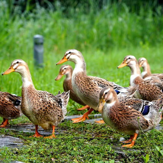 桂柳放养土鸭【子鸭】1只（杀好配送） 商品图3