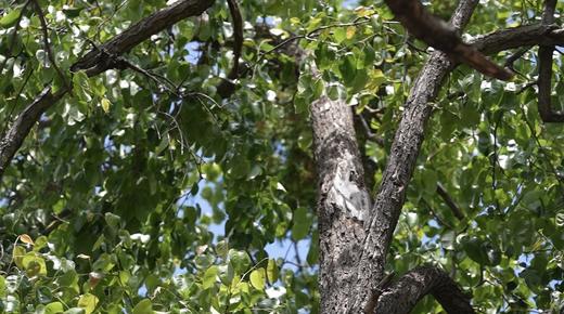 云南香格里拉特产藏梨冻500g/袋，多种规格 商品图3