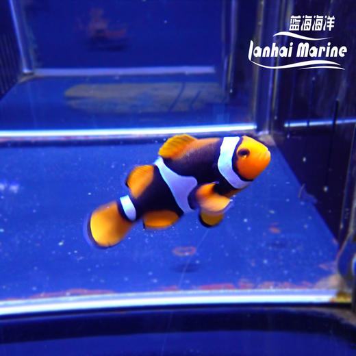 新几内亚全黑背心 商品图1